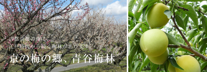 青谷梅林と城州白